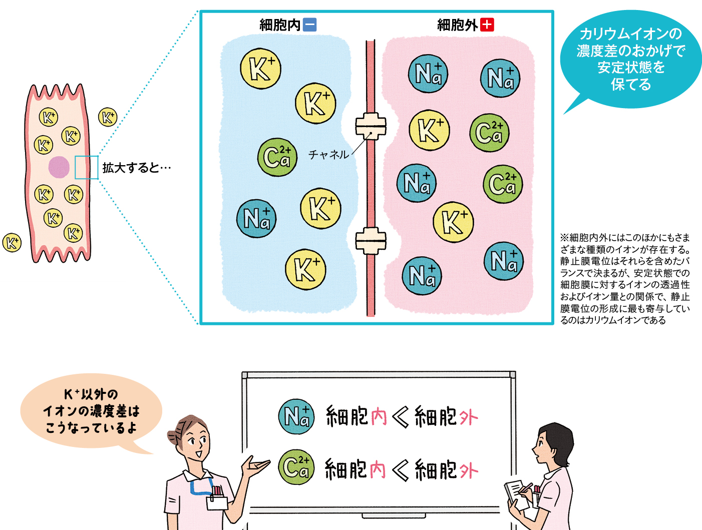 安定状態の細胞膜の状態（静止膜電位）