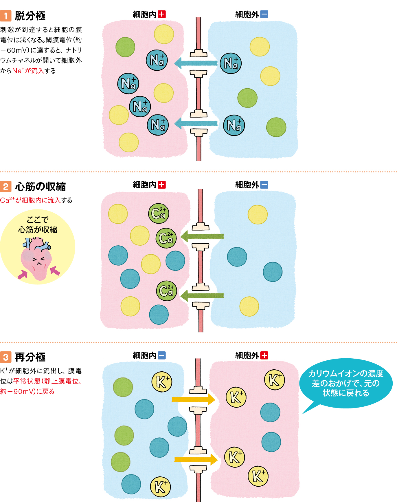 興奮時の細胞膜の電位変化