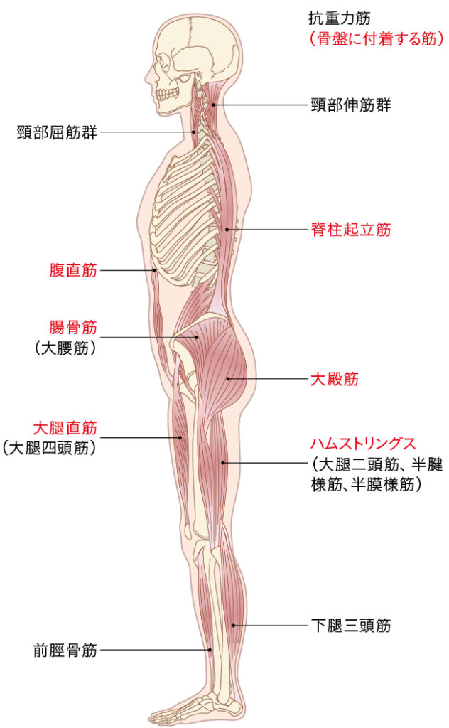 骨盤に付着する6つの筋肉を示すイラスト