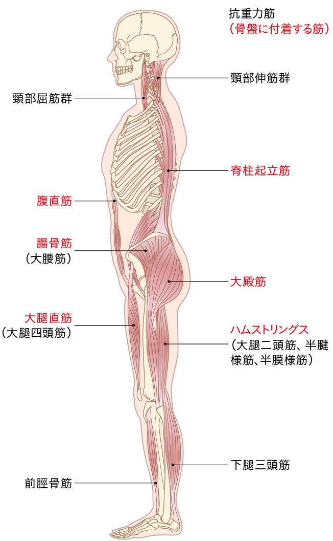 骨盤に付着する6つの筋肉を示すイラスト