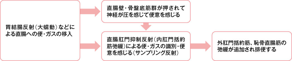 排便時の直腸のしくみ