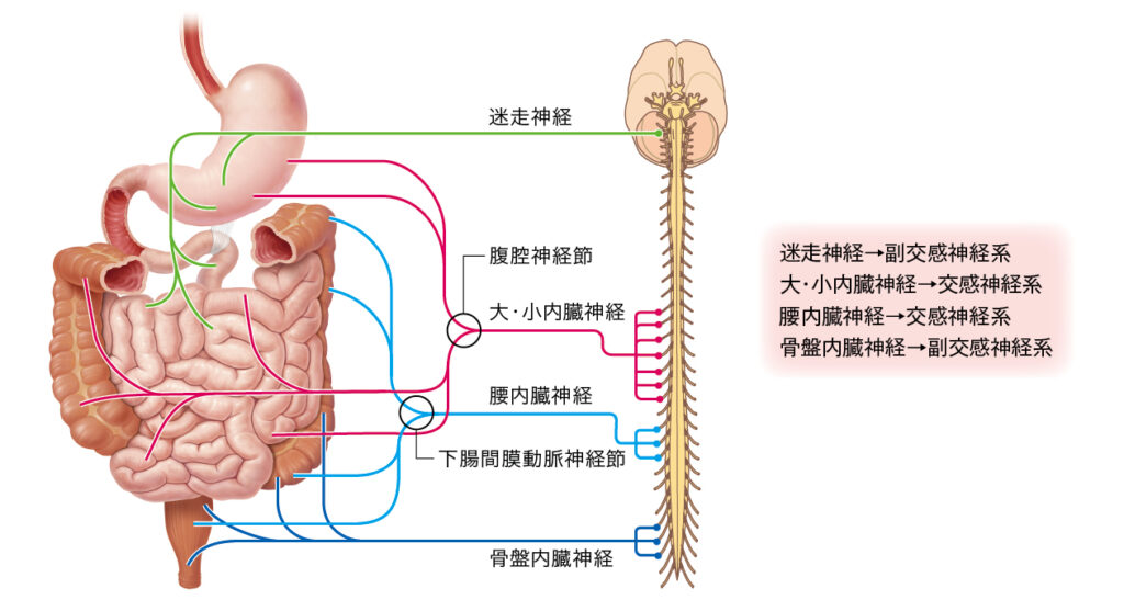 大腸を支配する交感神経と副交感神経