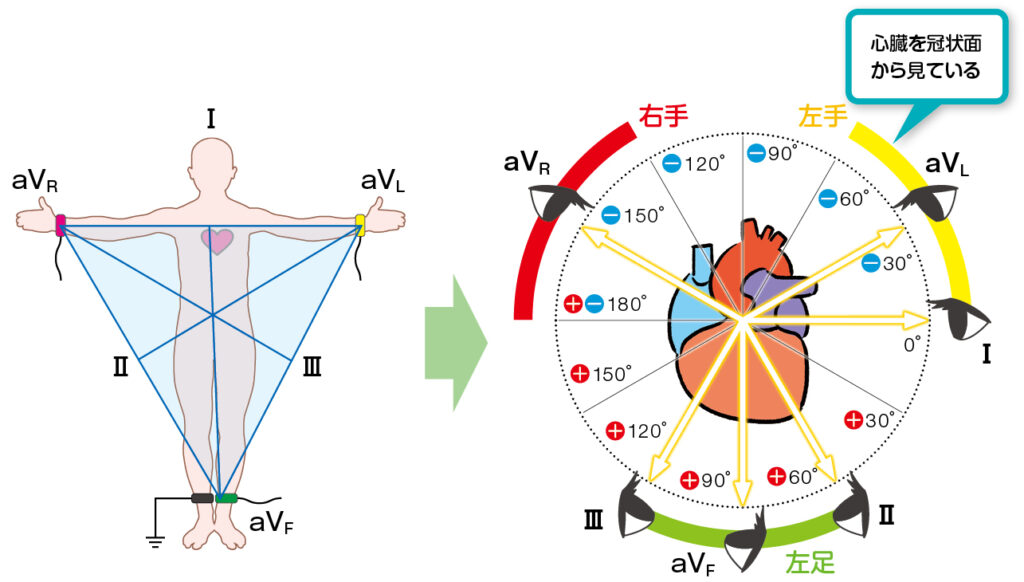 手足につけた電極で、心臓の動きを見ると