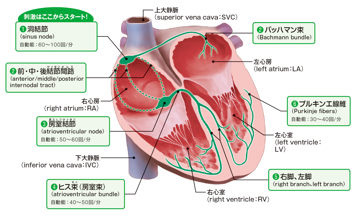 刺激伝導系