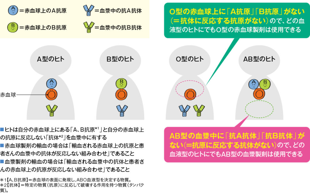 ABO血液型別、赤血球上の「抗原」と血漿中の「抗体」の図