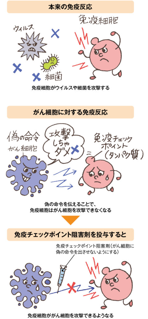 zu1 図1 免疫チェックポイント阻害剤のしくみ