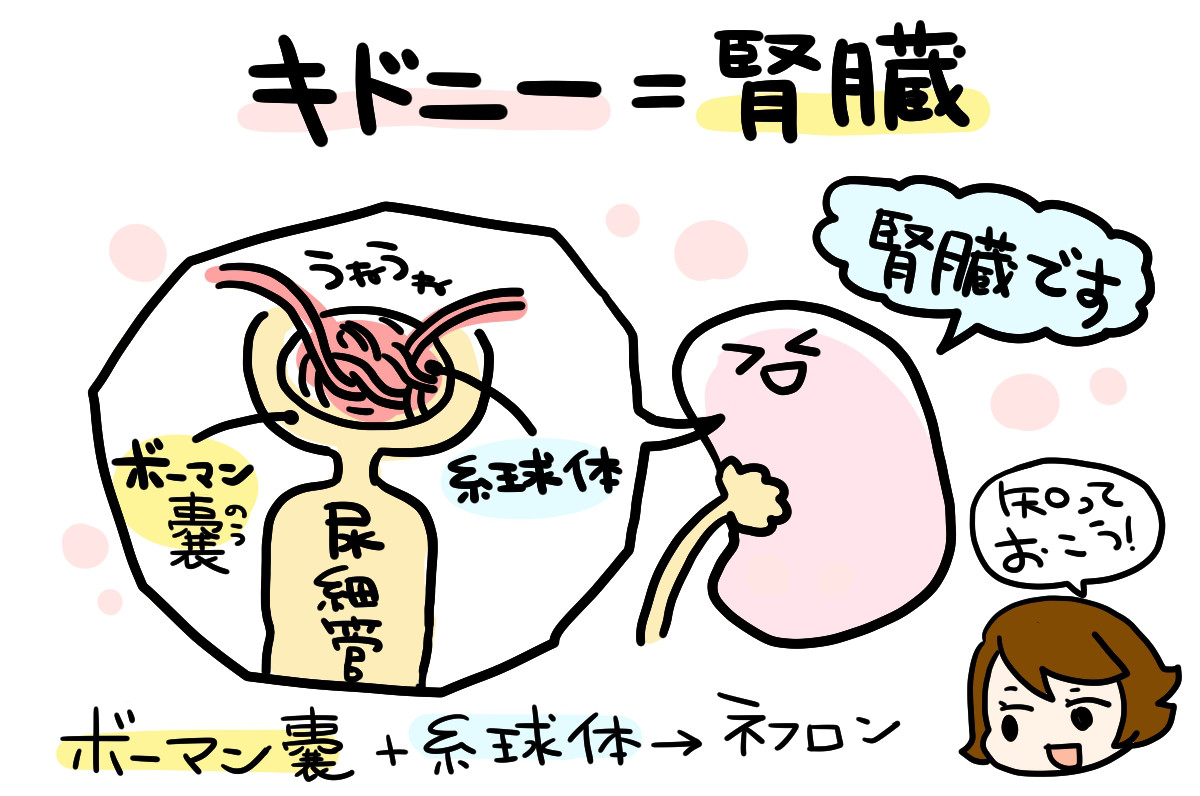 キドニー2