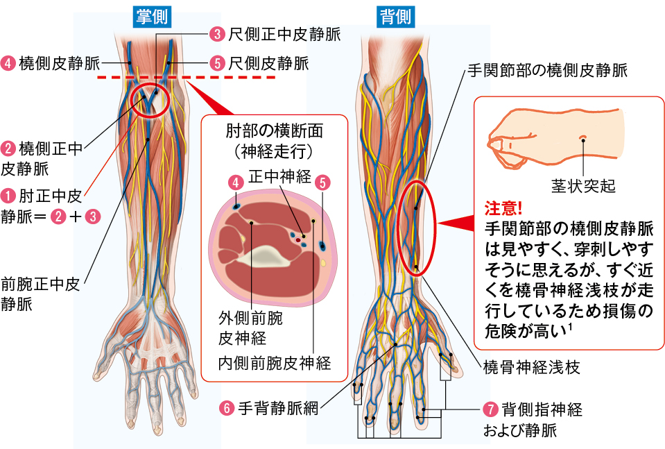 上肢の血管と神経(右腕)を説明する画像