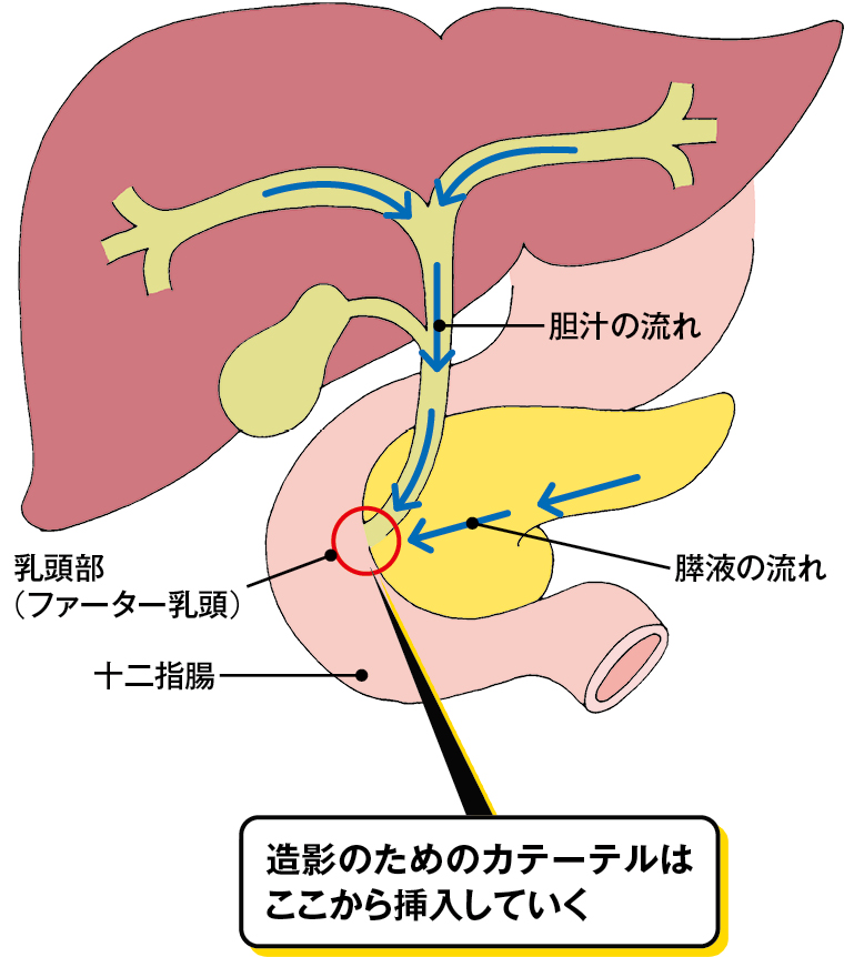 胆汁・膵液の流れ