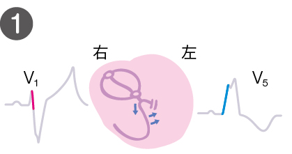 心臓にはこんなことが起きている１