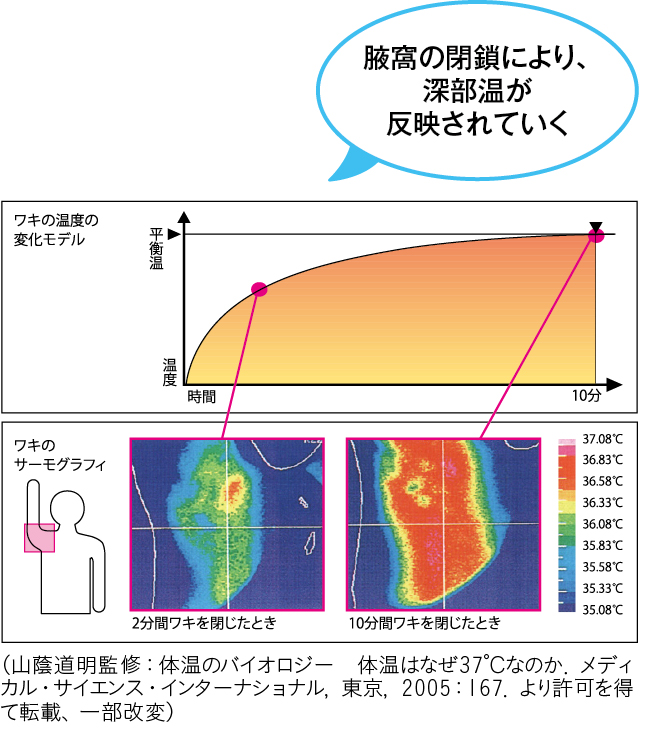 図1 平衡温に達するまでの体温上昇カーブとワキ（腋窩）のサーモグラフィー