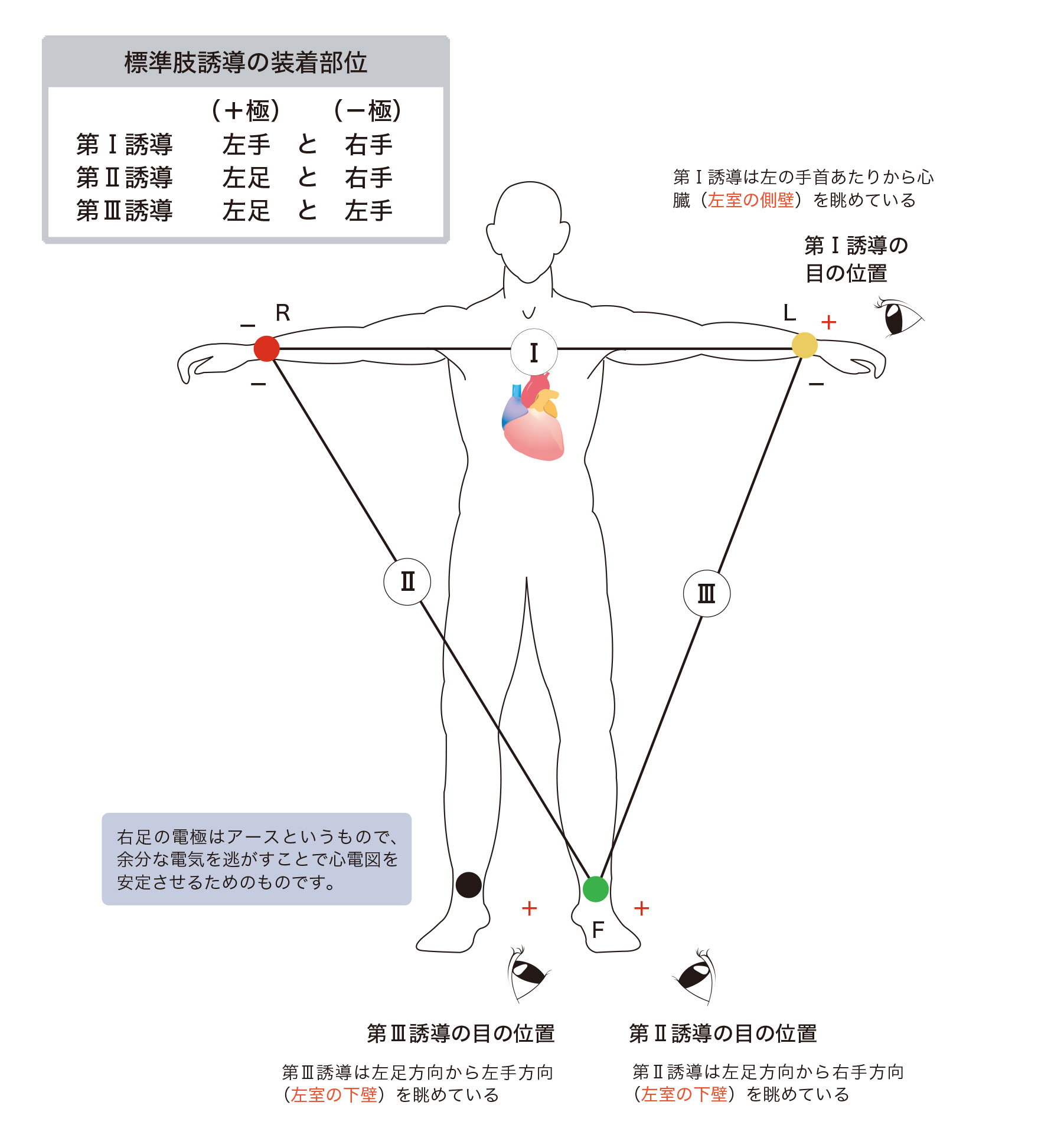 四肢誘導