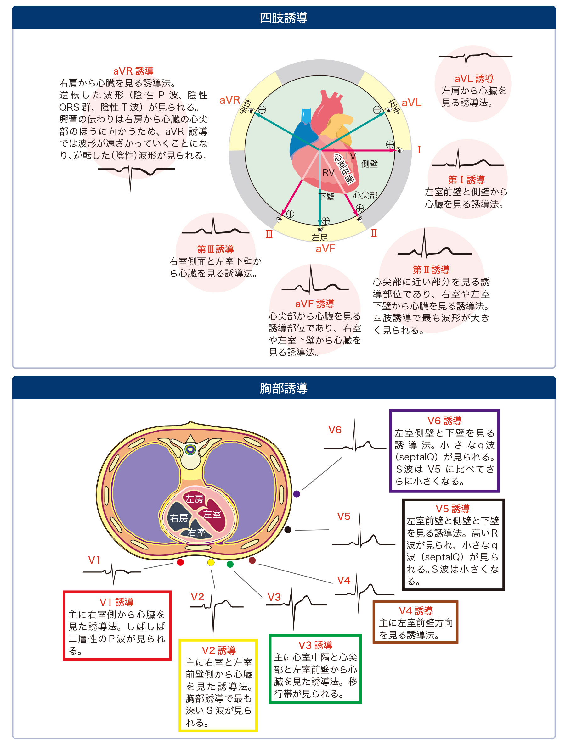 正常12誘導の特徴