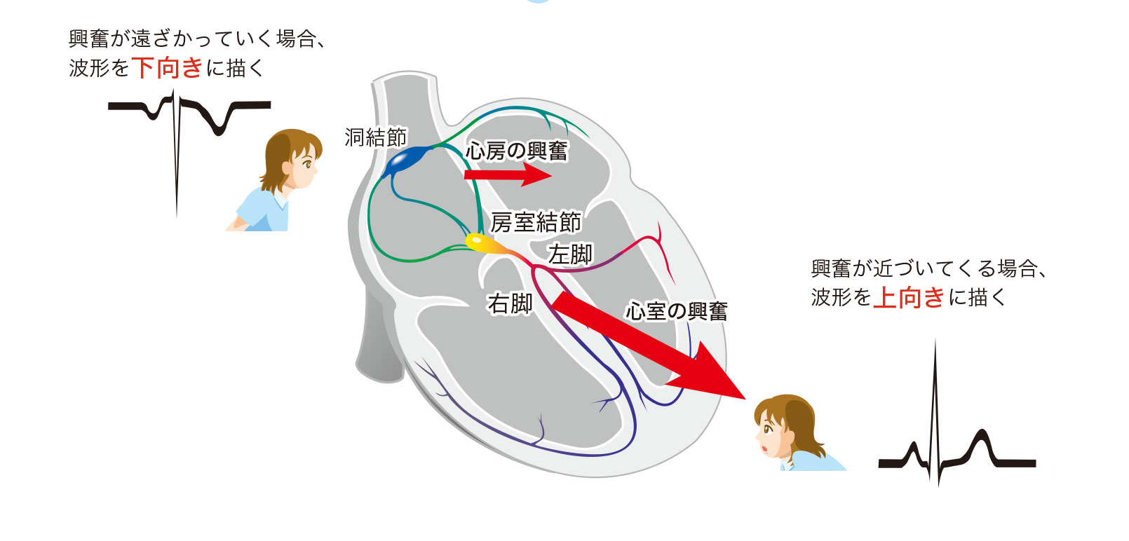 心電図波形が描かれる原則