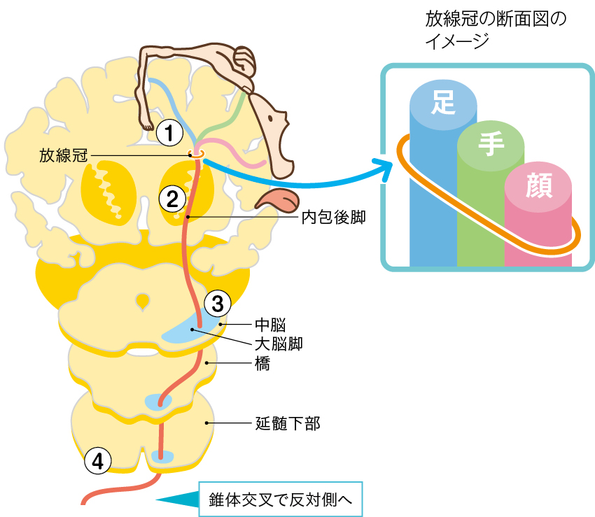 麻痺はなぜ起こる？錐体路から脳のしくみをやさしく解説#1 