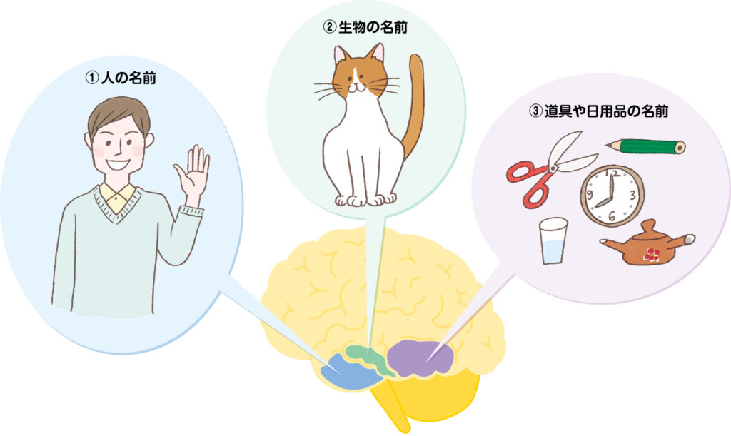 側頭葉の記憶の貯蔵