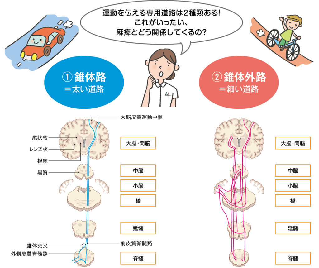 錐体路と錐体外路