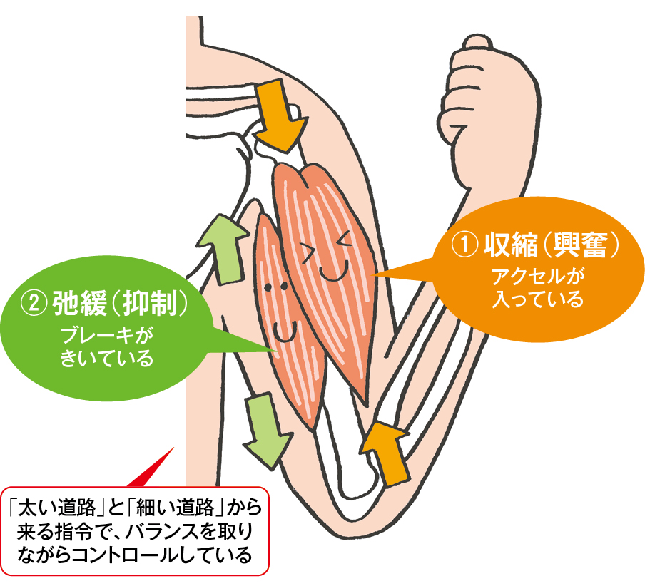 筋肉の収縮と弛緩