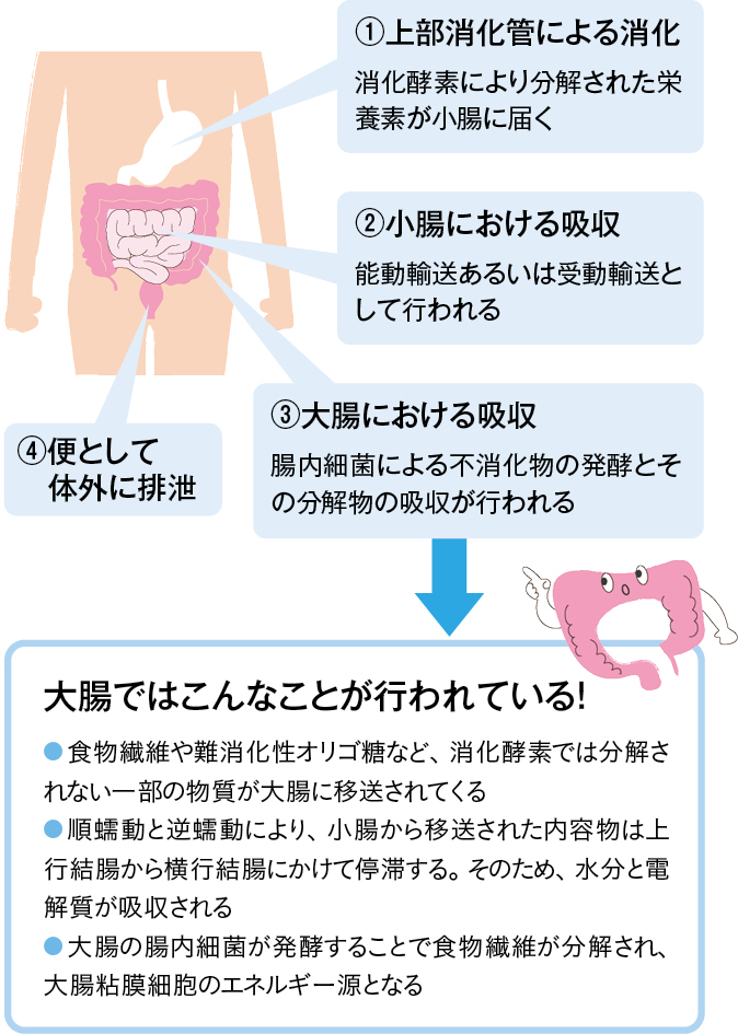 便ができるしくみ