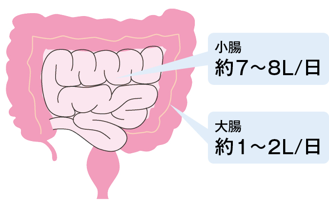 腸管の水分吸収