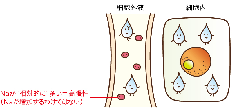 Naの量が相対的に増え、細胞外浸透圧は上昇