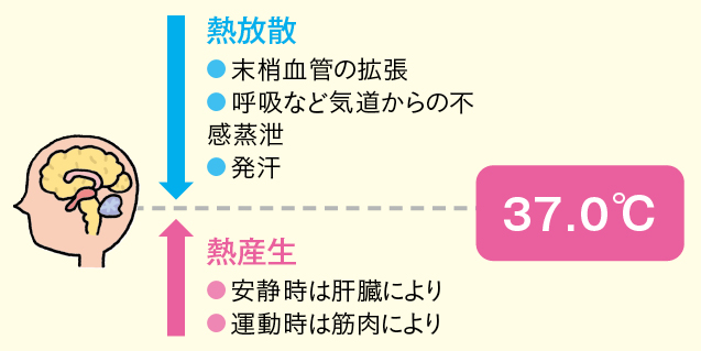 体温の調整