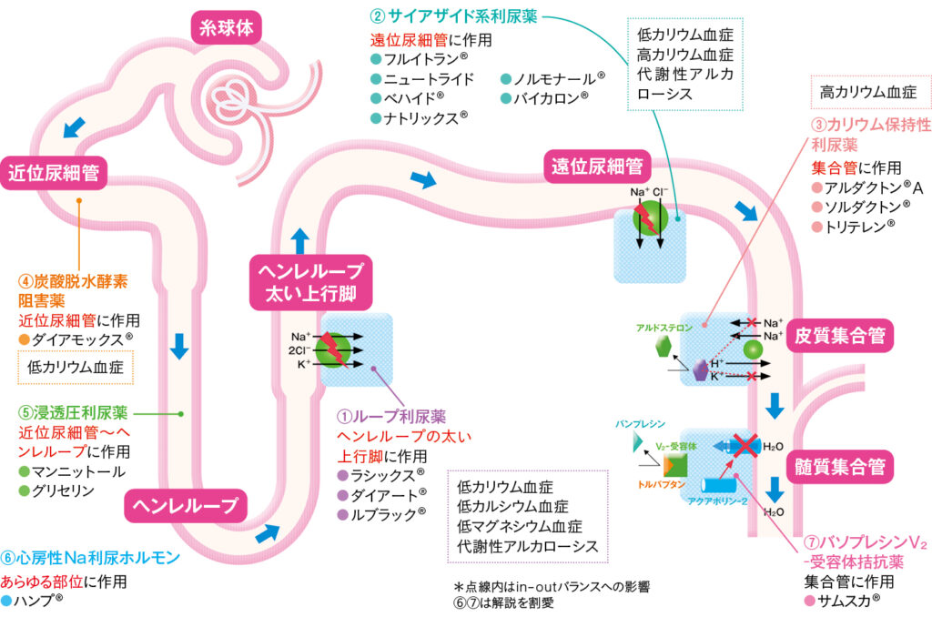 各種利尿薬の作用部位と電解質バランスへの影響