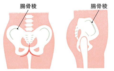 腸骨のイラスト