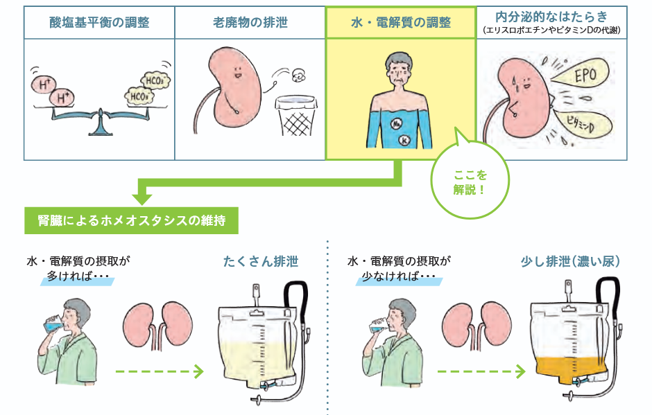 腎臓のはたらきの図