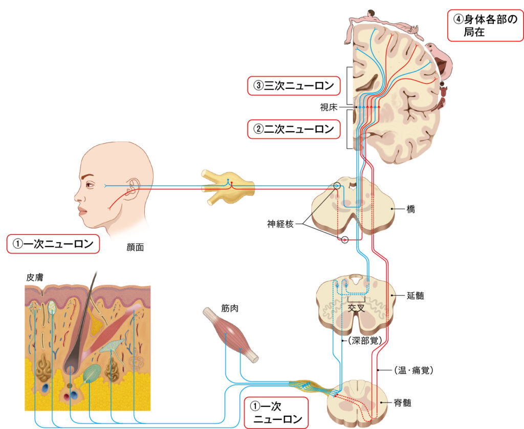 感覚神経の伝達のイラスト