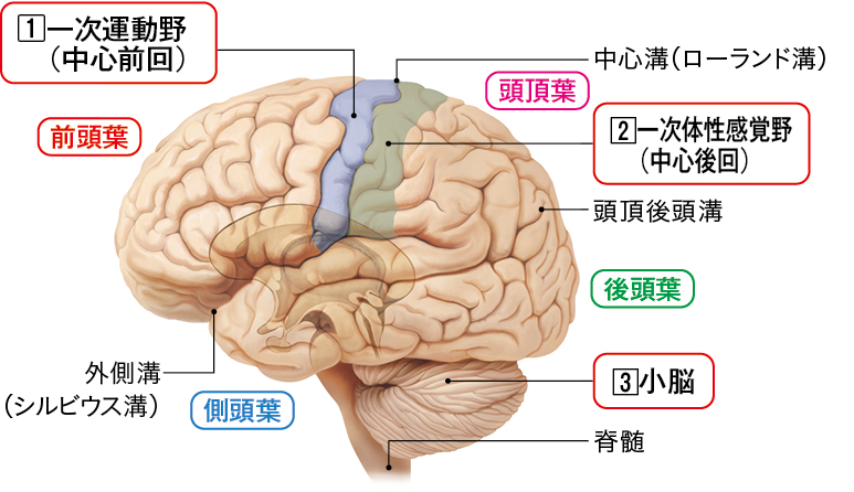 大脳・小脳の解剖と大脳皮質の機能局在のイラスト