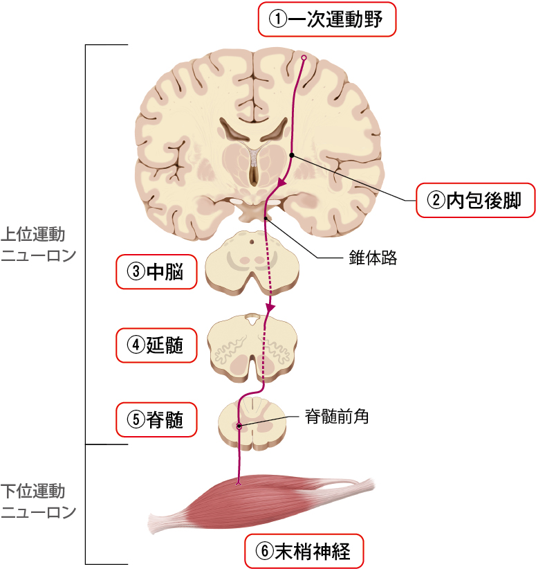 運動神経の伝達:錐体路の走行のイラスト