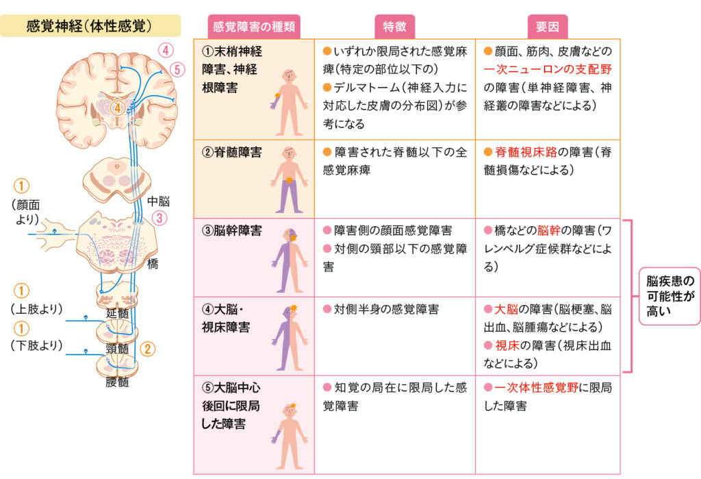 感覚神経の種類の表