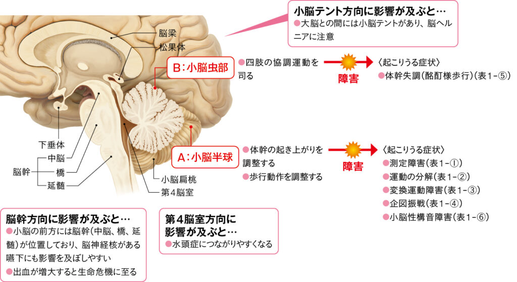 小脳(縦断面)とはたらきの図