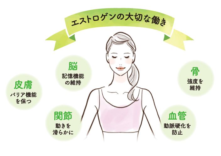 エストロゲンの大切な働きについてのイラスト