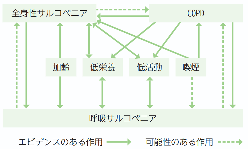 全身性サルコペニアと呼吸サルコペニア、COPDの相互作用の図
